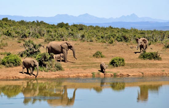 elephant herd of elephants animals african bush elephant 52717 52717 A herd of African elephants by a waterhole reflecting lush greenery and distant mountains.