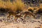 india 3376006 150 3376006 india, ranthambore, nature reserve, axishirsch, deer, wildlife, mammal, nature, animal, ranthambore, ranthambore, ranthambore, ranthambore, ranthambore