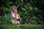 monkey 7394077 150 7394077 monkey, feeding, mother, baby, nature, jungle, forest, animals, wildlife, monkey, monkey, monkey, monkey, monkey, mother, jungle, jungle, jungle, jungle