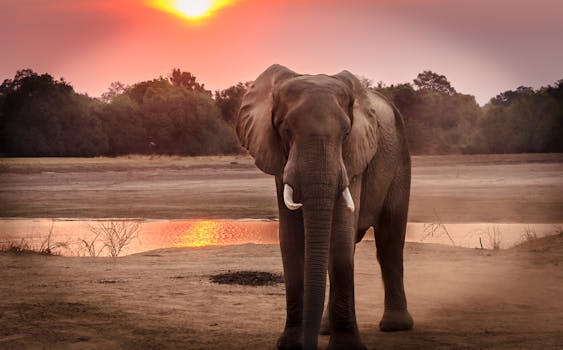 pexels photo 1054655 1054655 A stunning portrait of an African elephant at sunset near a serene riverbank.