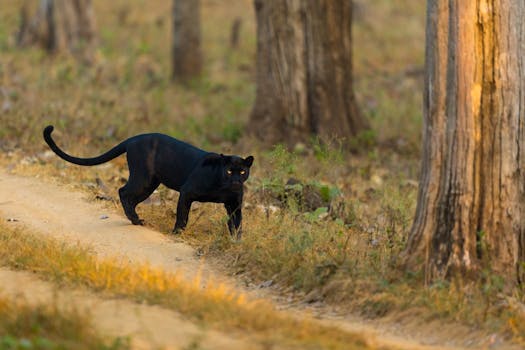 pexels photo 29037404 29037404 Black panther prowling through the vibrant forest of Karnataka, India.