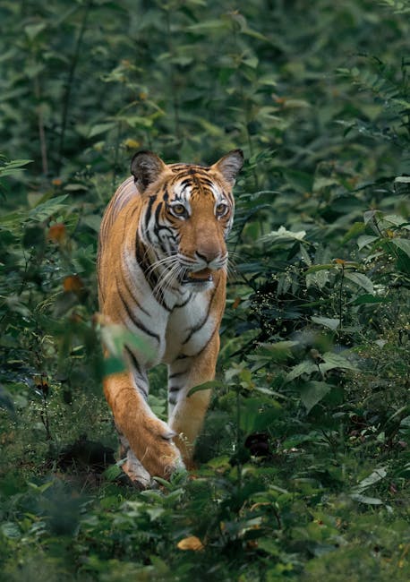 pexels photo 3352544 3352544 A fierce Bengal tiger walks through lush green jungle, showcasing its powerful presence.