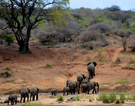 pexels photo 631317 631317 A herd of African elephants walking through Kruger National Park, South Africa.